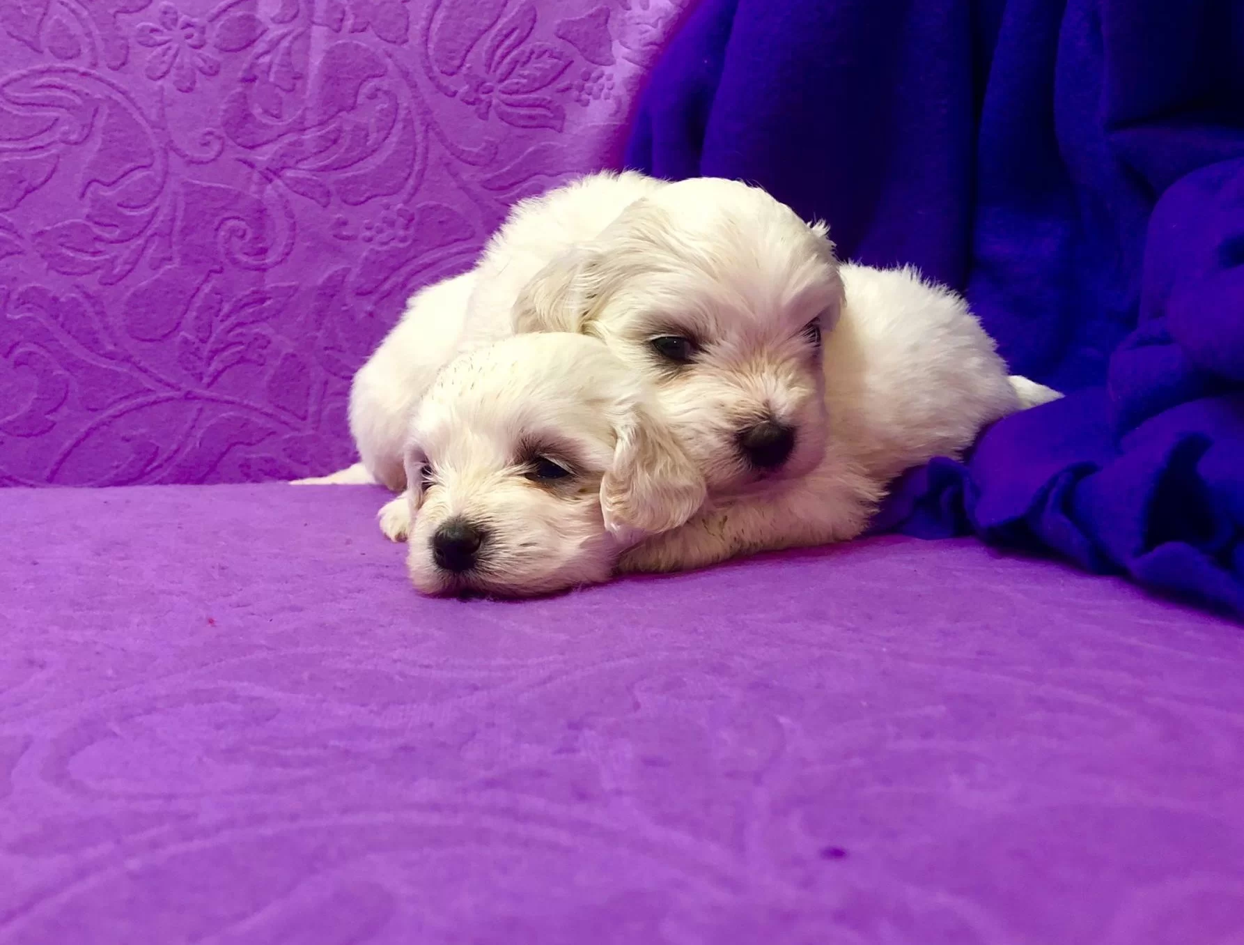 Sirin Sevimli Kar Gibi Maltese Terrier Yavrularımız