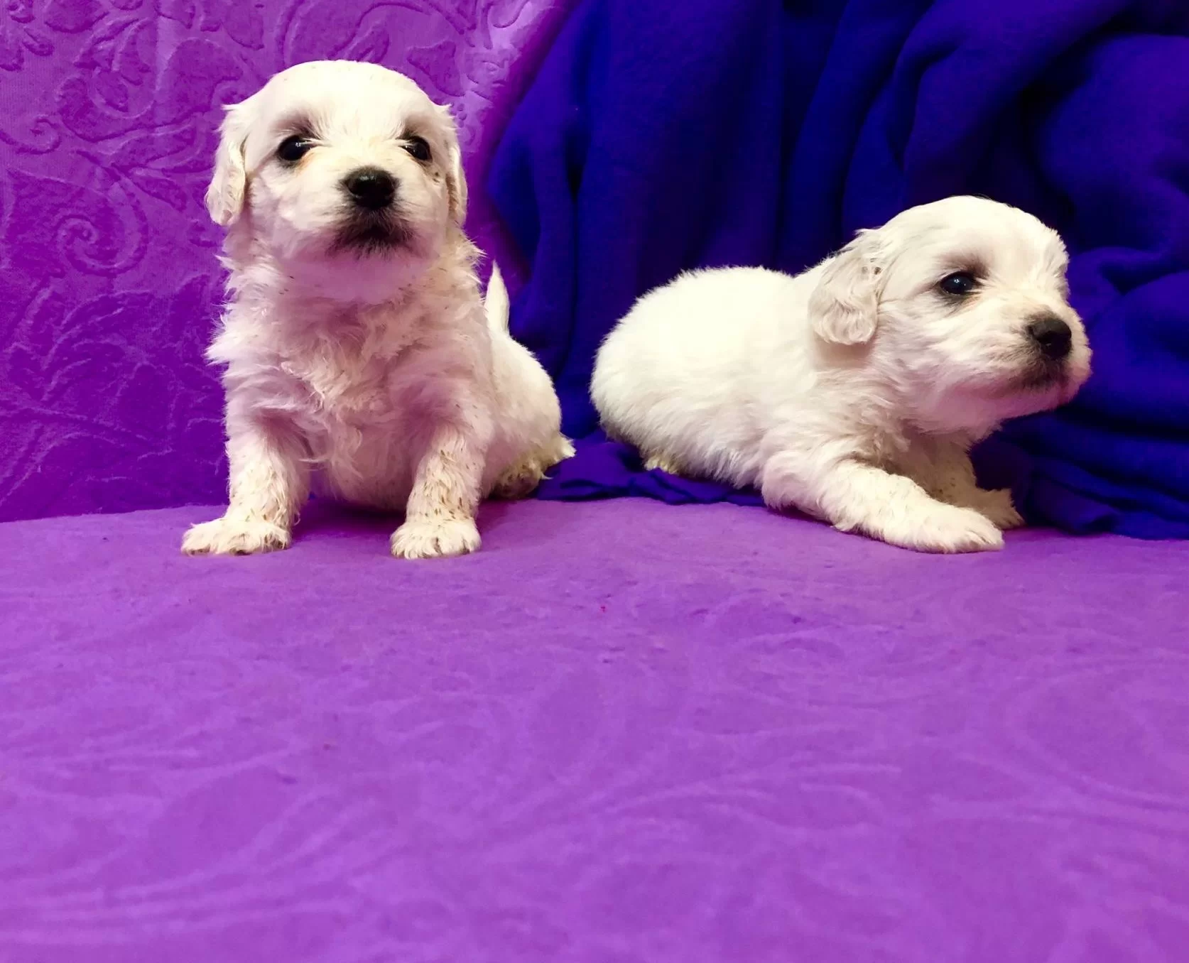 Sirin Sevimli Kar Gibi Maltese Terrier Yavrularımız