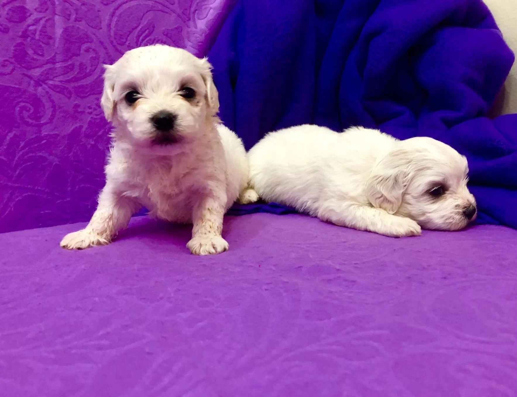 Sirin Sevimli Kar Gibi Maltese Terrier Yavrularımız