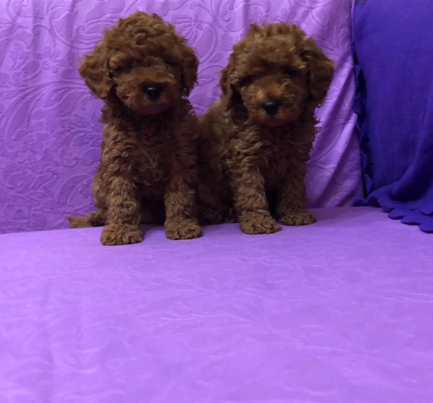 Sirin Sevimli Mini Boy Toy Poodle Yavrularımız