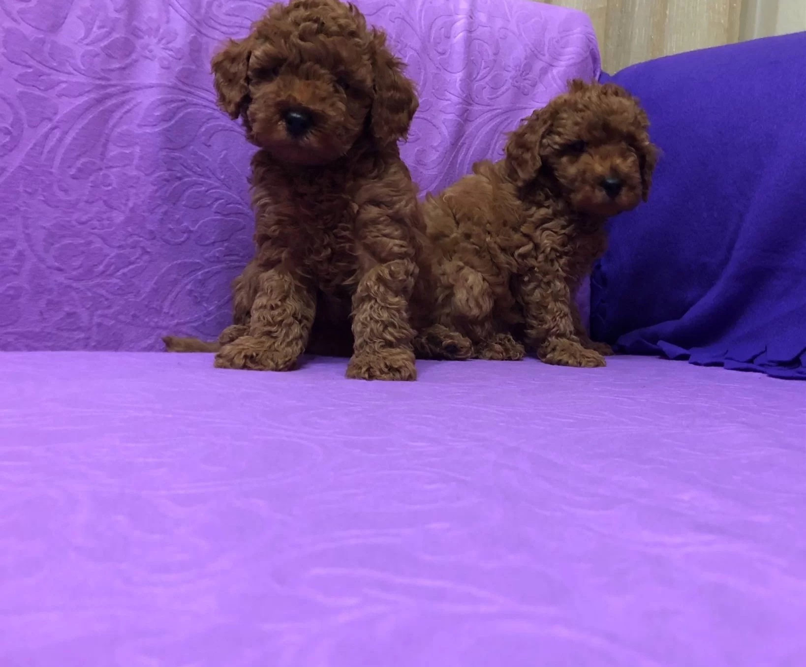 Sirin Sevimli Mini Boy Toy Poodle Yavrularımız