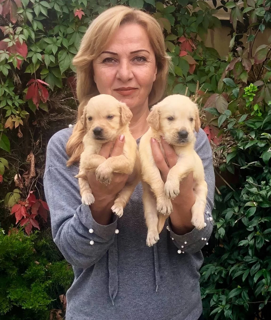 Mukemmel Irk Garantili Golden Retriever Yavrularımız