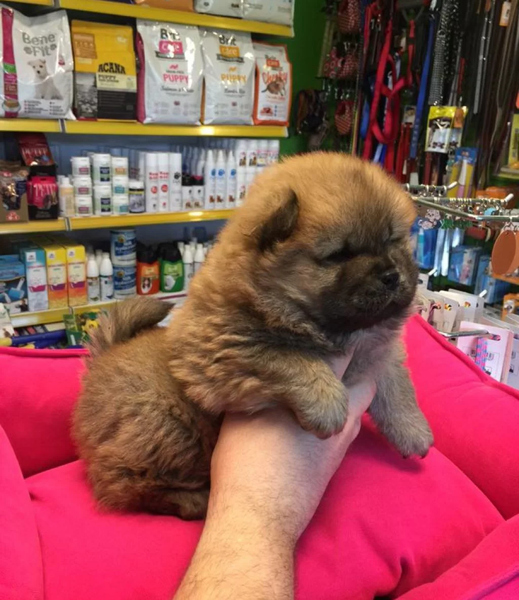 Show Kalite Sıfır Burun Chow Chow