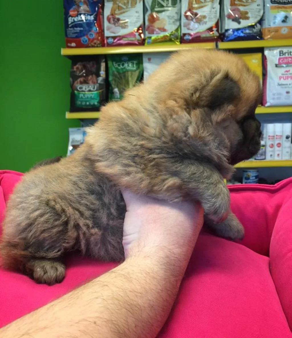 Show Kalite Sıfır Burun Chow Chow