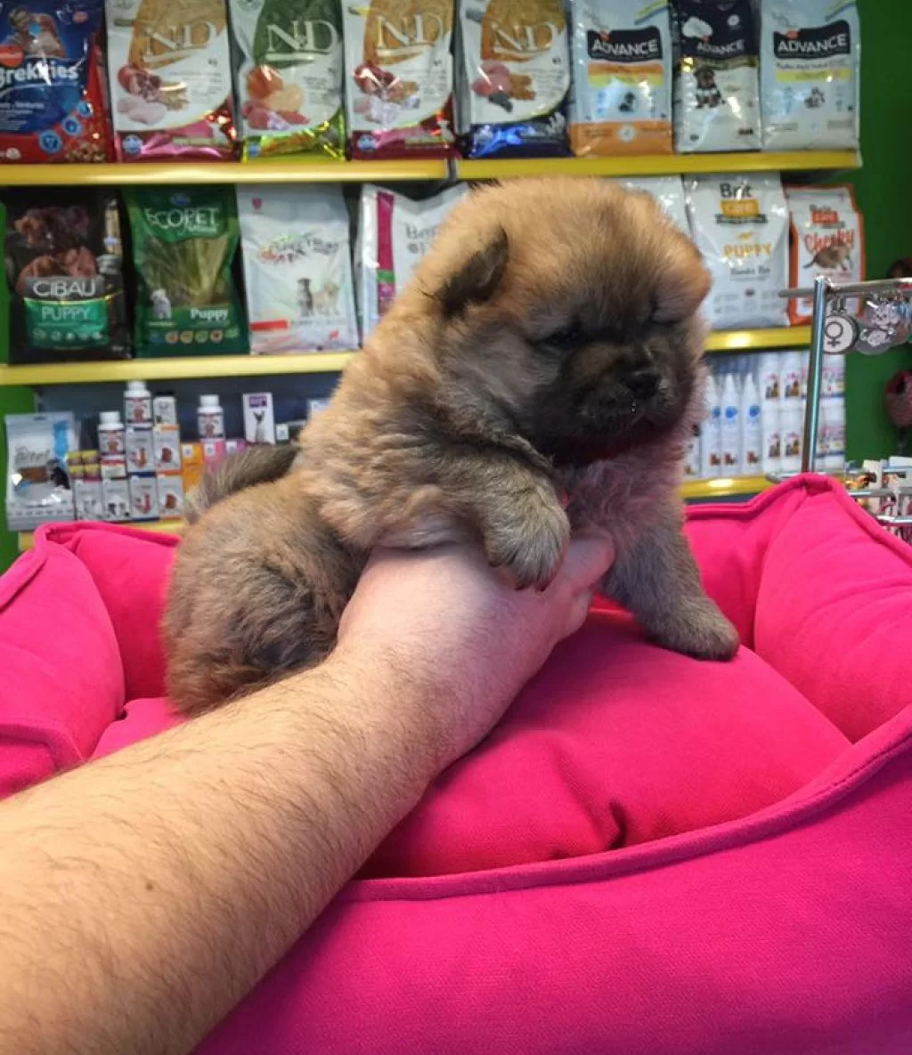 Show Kalite Sıfır Burun Chow Chow