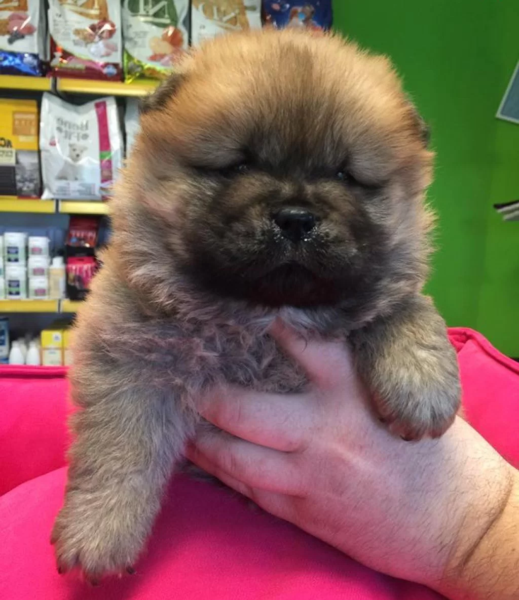 Show Kalite Sıfır Burun Chow Chow