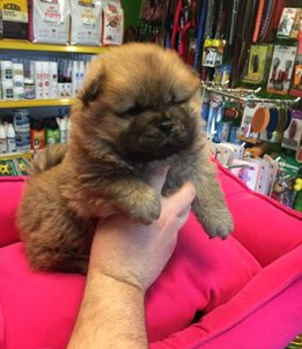 Show Kalite Sıfır Burun Chow Chow