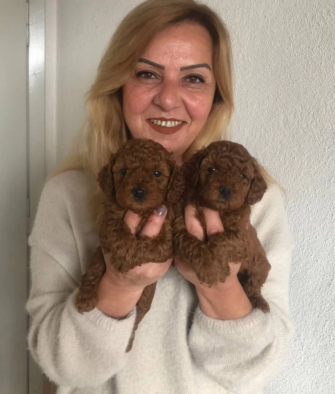 Tuy Dokmez Koku Yapmaz Harika Toy Poodle Yavrularımız