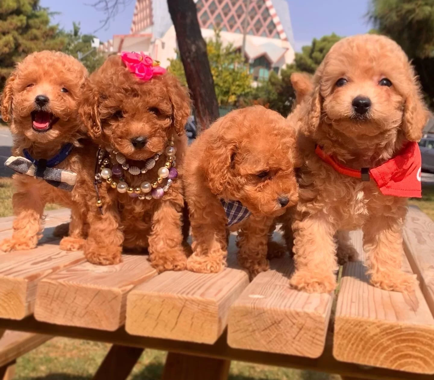 Toy Poodle Teacup Pelus Gorunumlu Yavrularımız