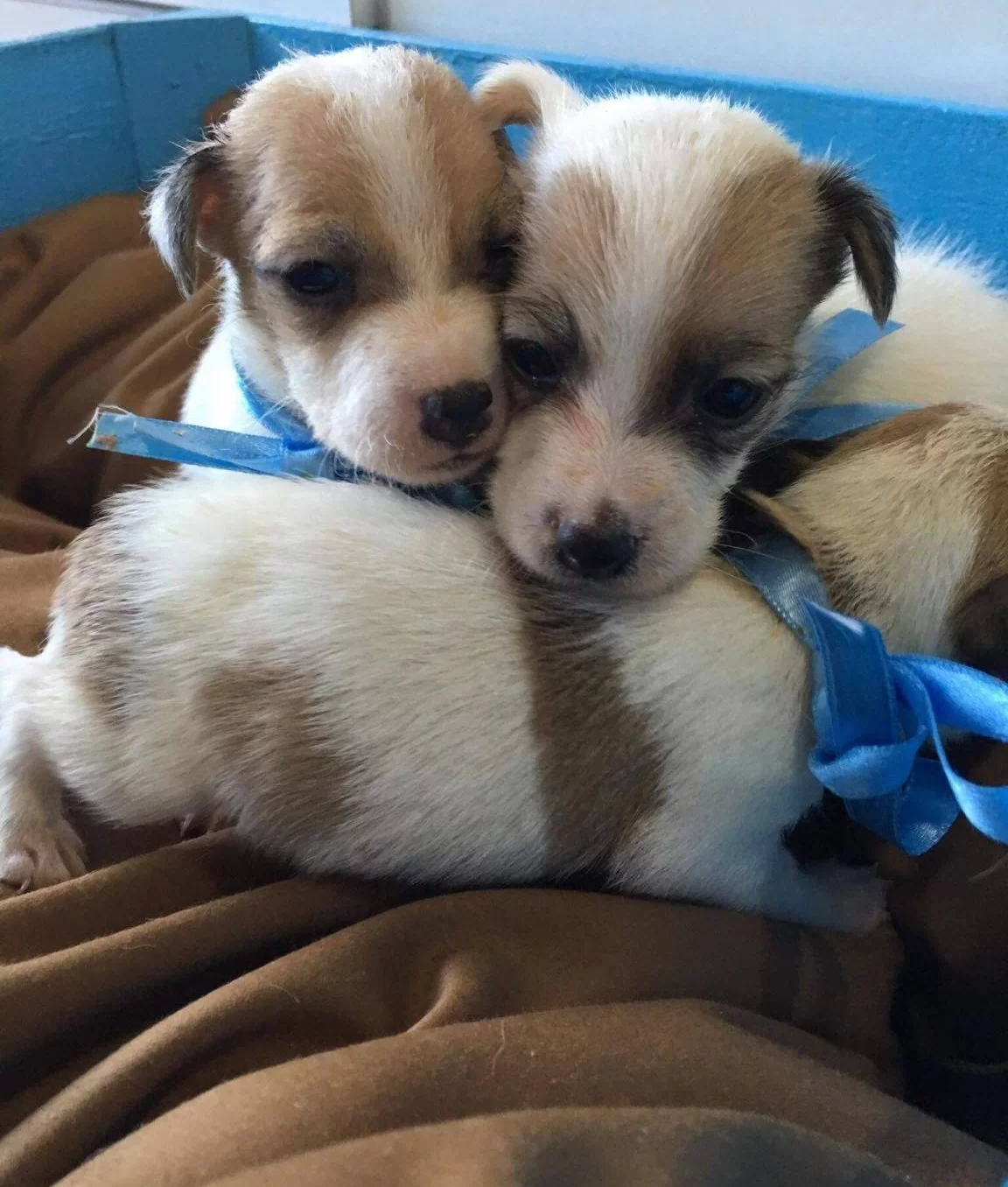 Orijinal Kısa Bacak Jack Russell Yavrularımız