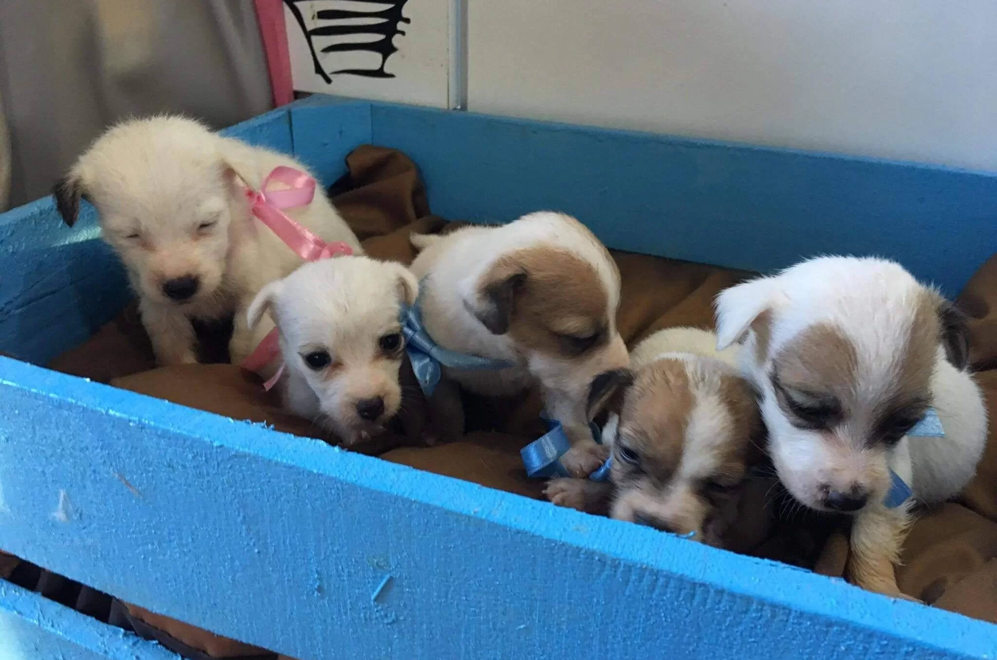 Orijinal Kısa Bacak Jack Russell Yavrularımız