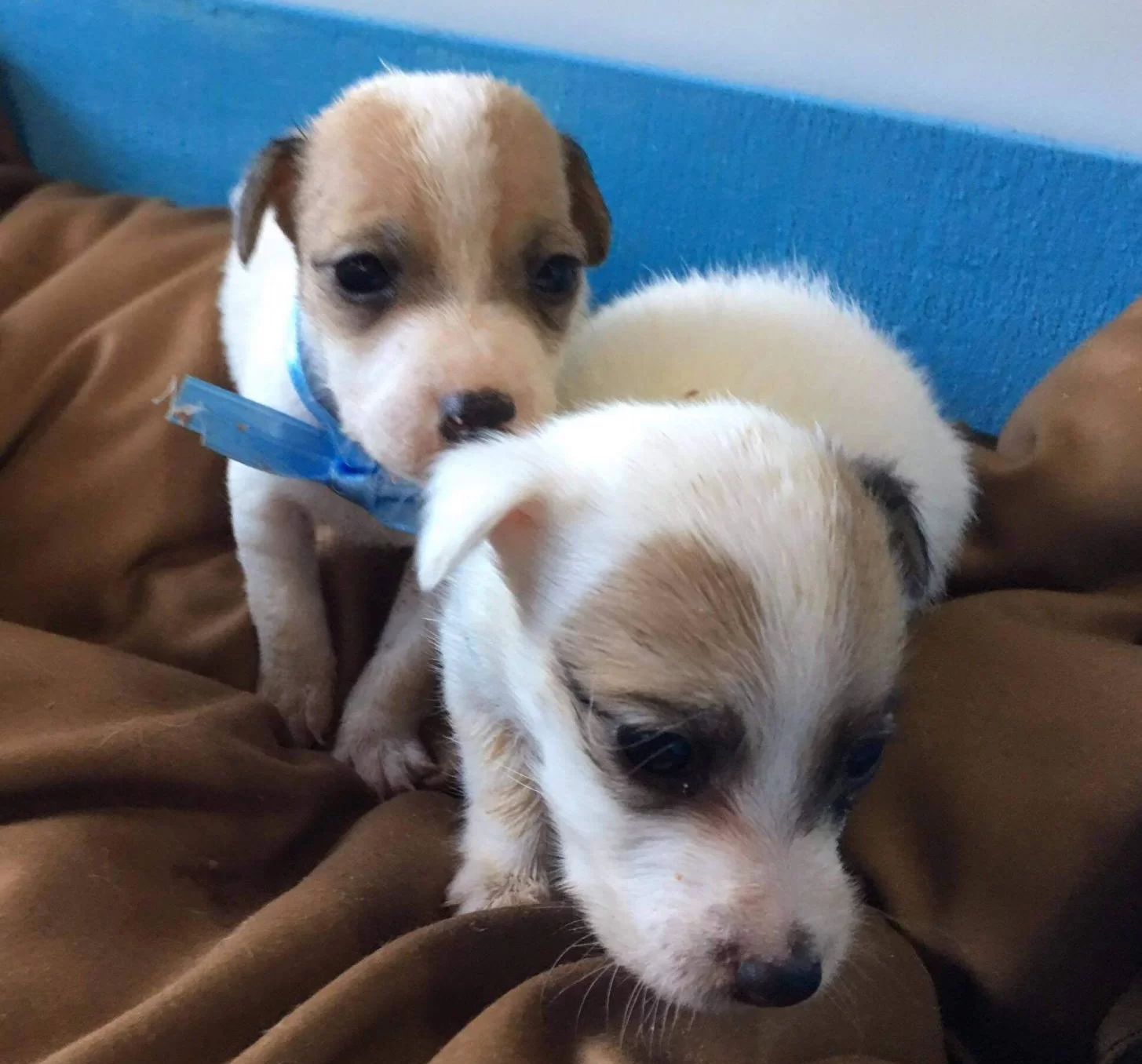 Orijinal Kısa Bacak Jack Russell Yavrularımız