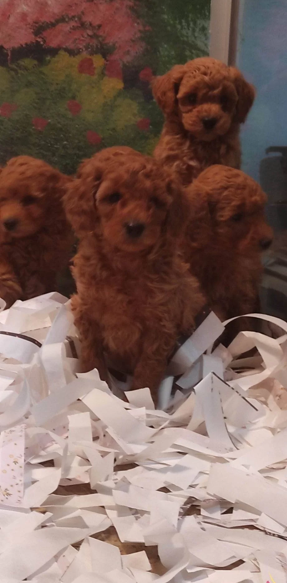 Toy Poodle Yavrularımız