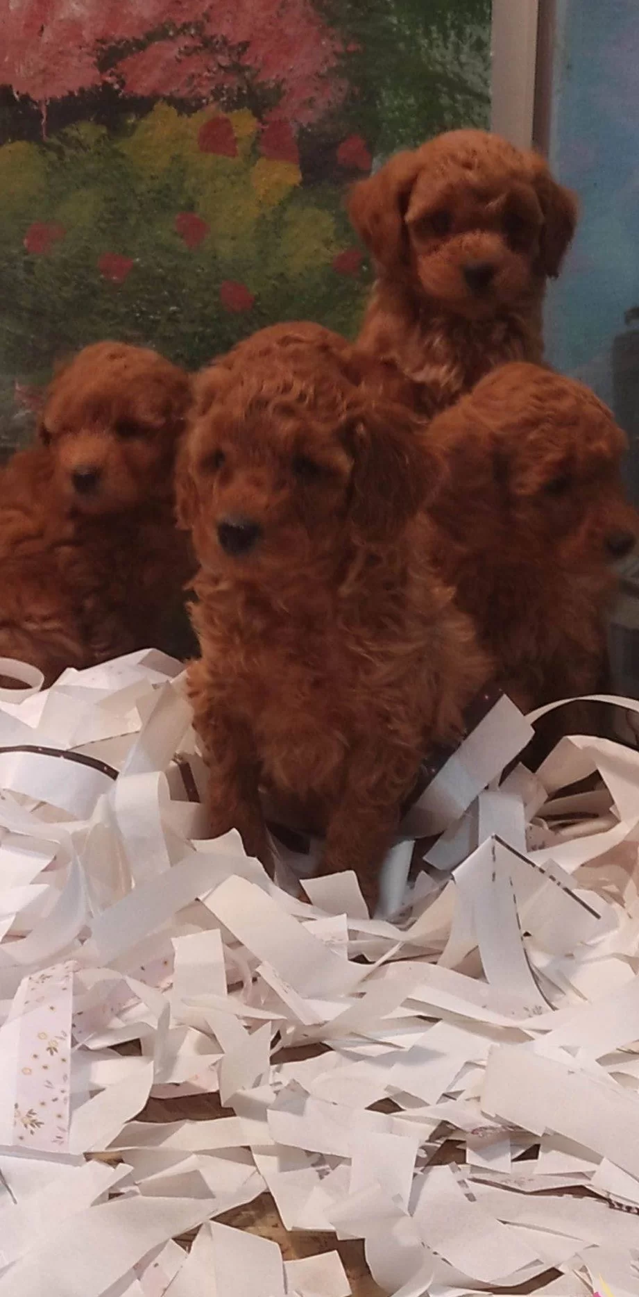 Toy Poodle Yavrularımız
