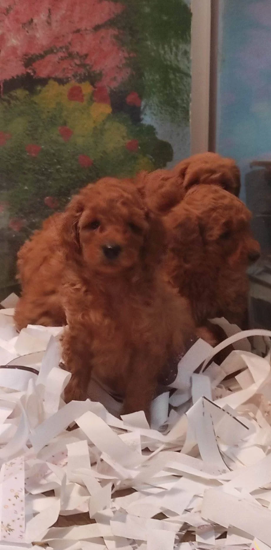 Toy Poodle Yavrularımız