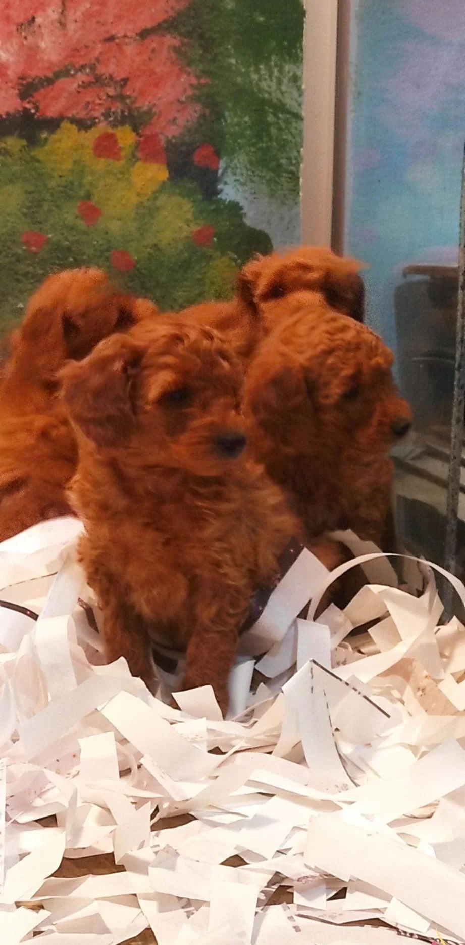 Toy Poodle Yavrularımız