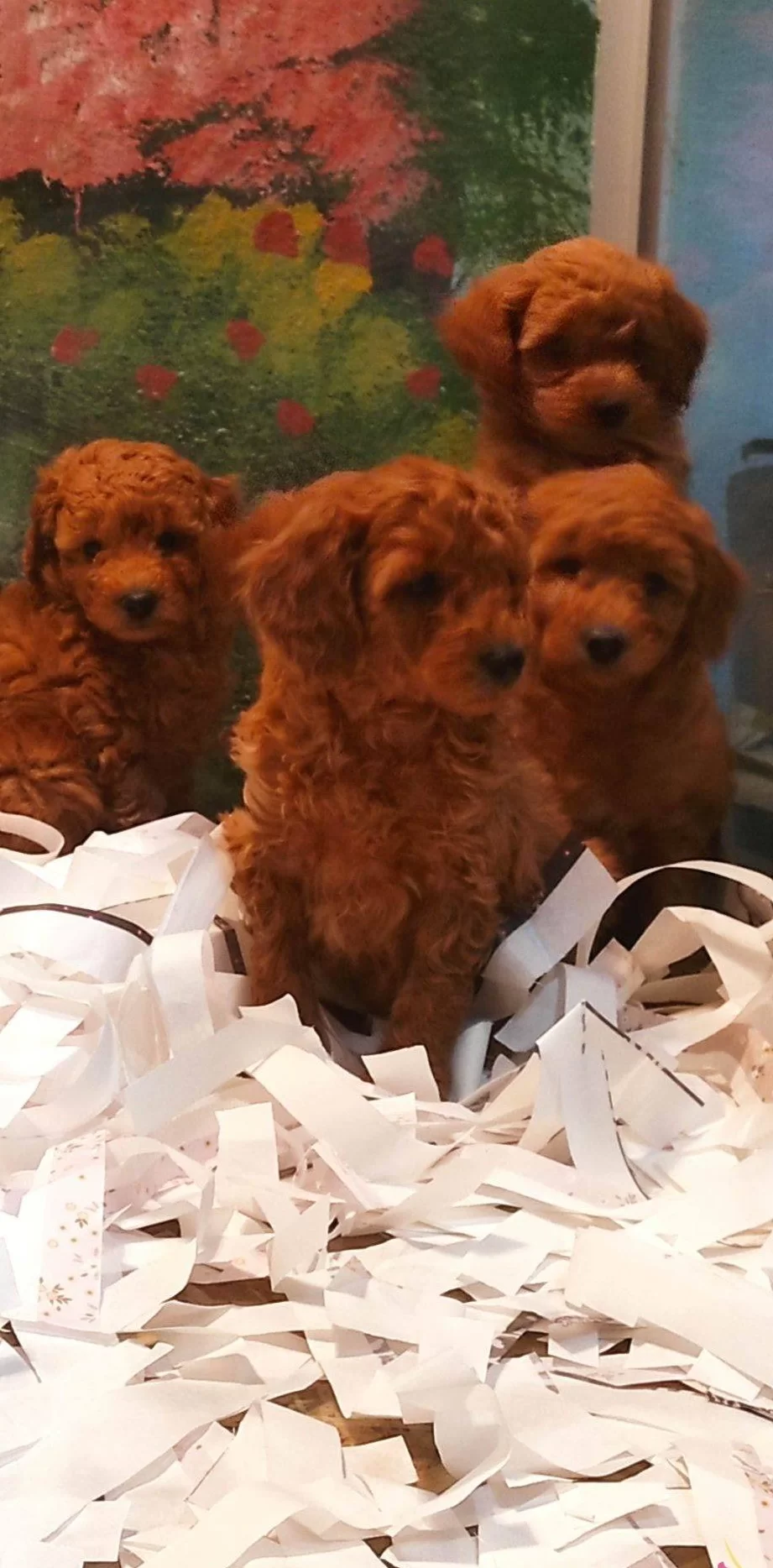 Toy Poodle Yavrularımız