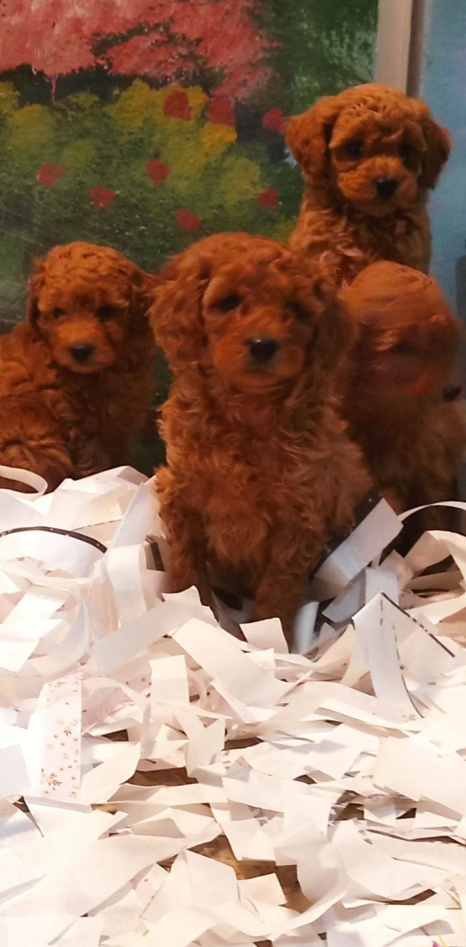 Toy Poodle Yavrularımız
