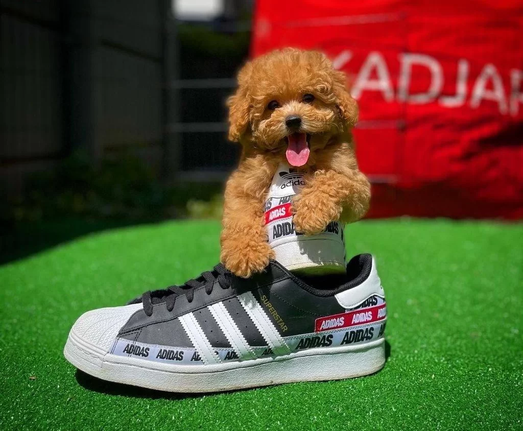 Red Brown Oglumuz Alex