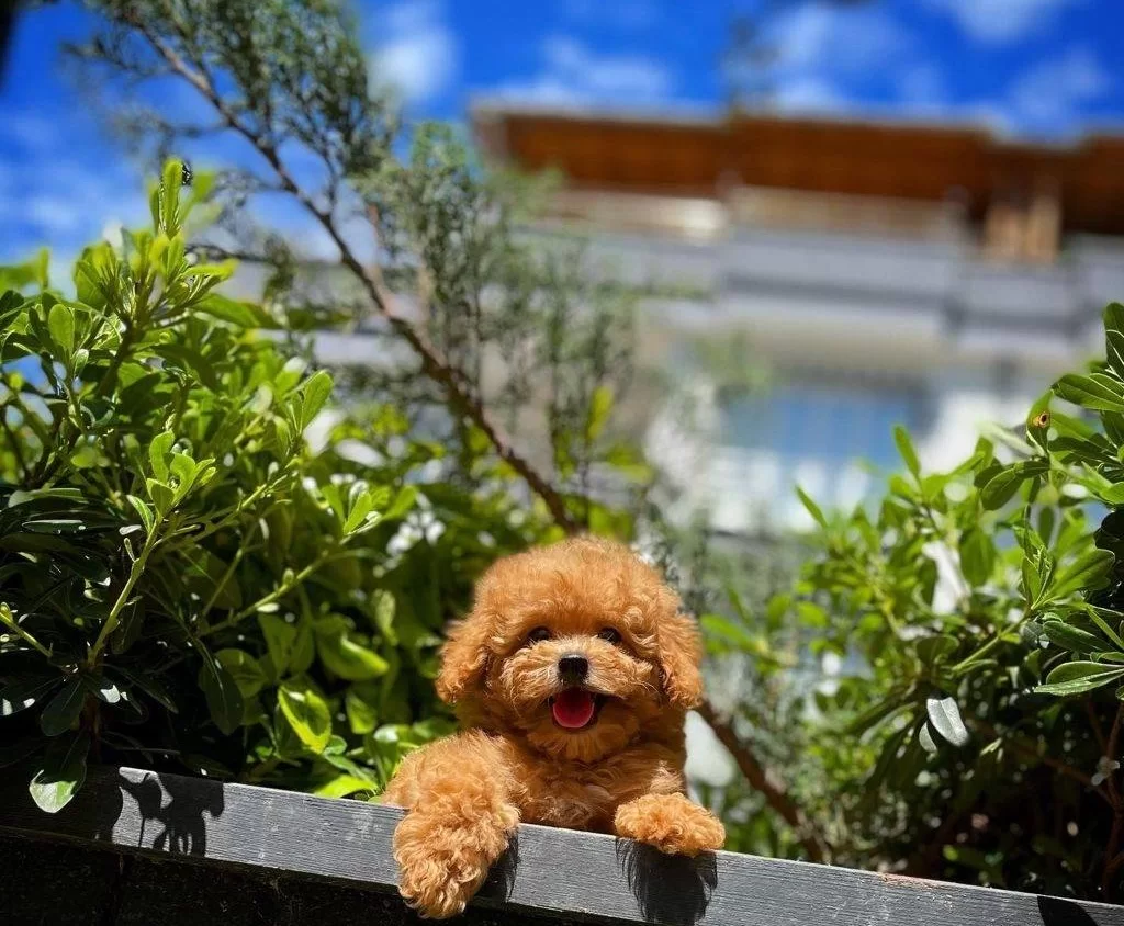 Red Brown Oglumuz Alex