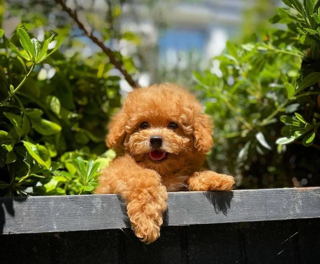 Red Brown Oglumuz Alex