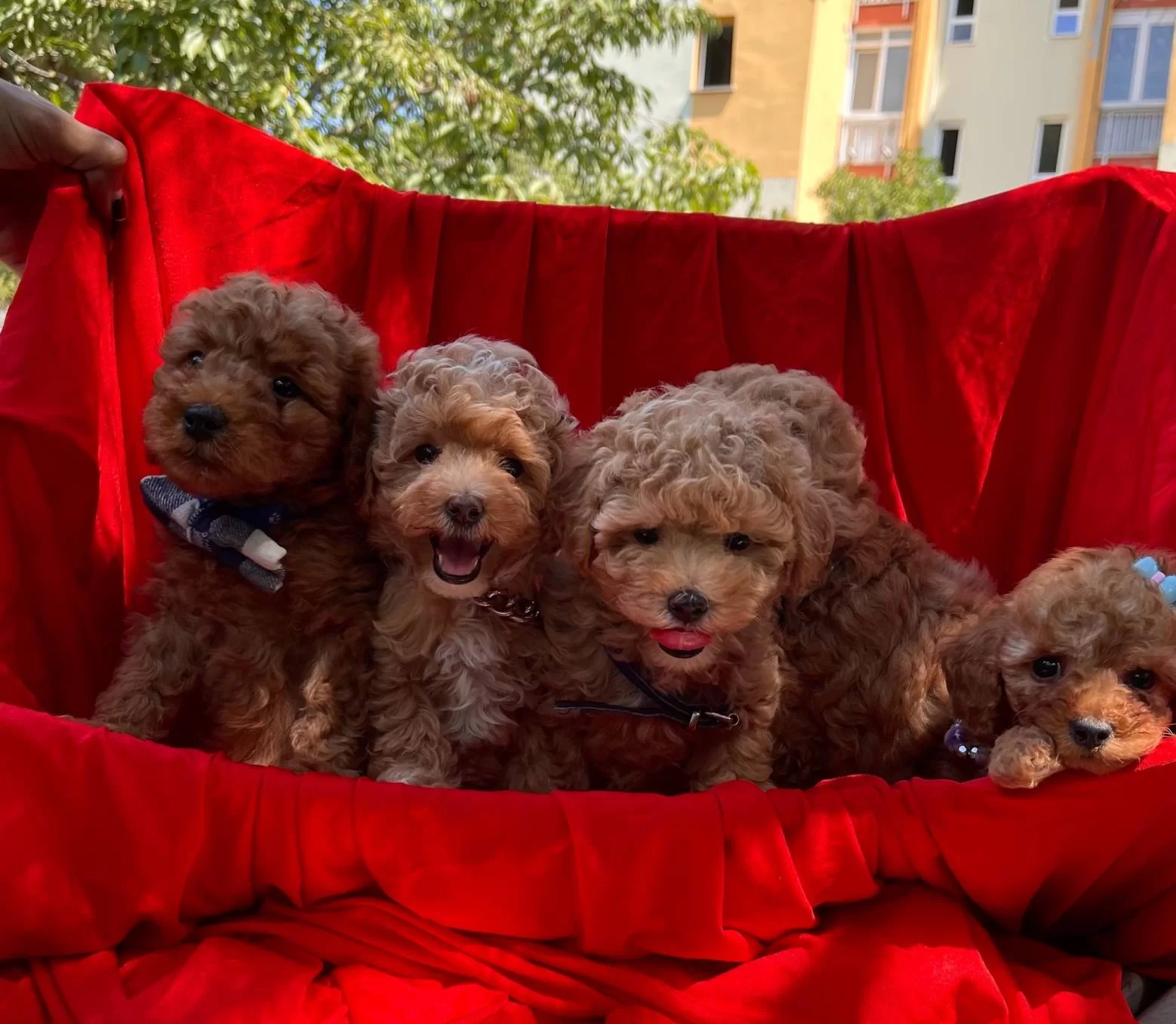 Toy Poodle Red Brown Red Yavrularımız