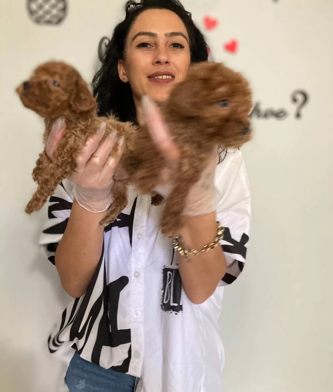 Poddle Yavrularım Saglık Ve Irk Garantilidir