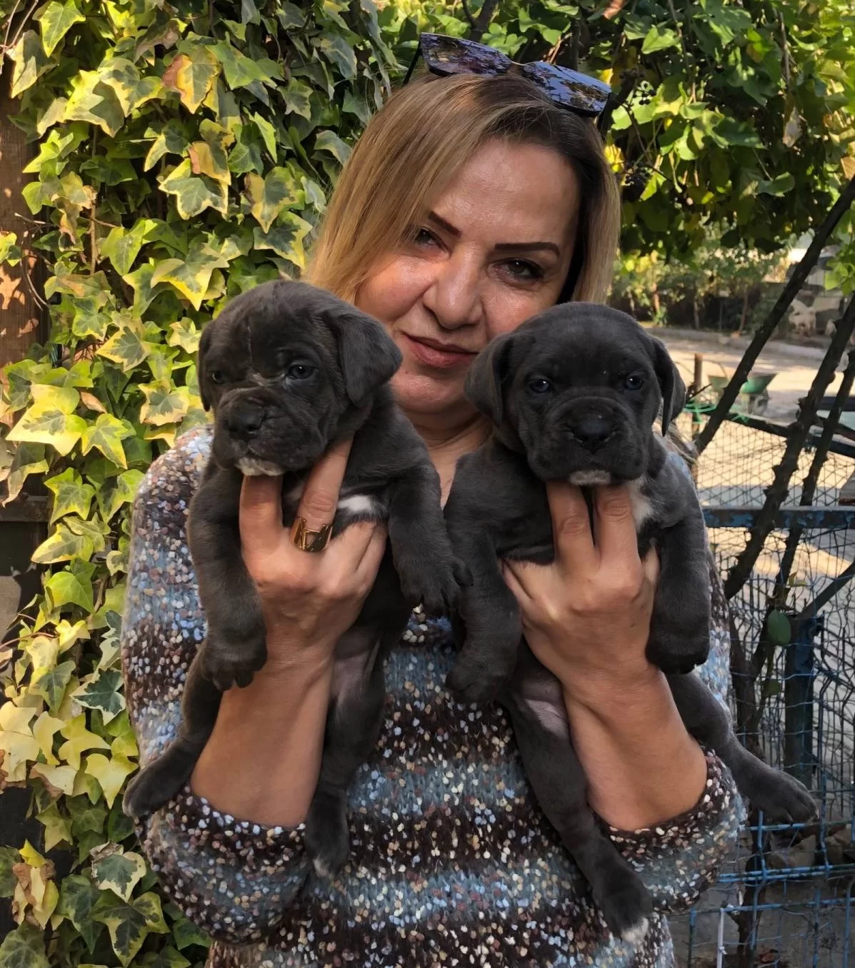 Irk Garantili Muhteşem Cane Corso Yavrularımız