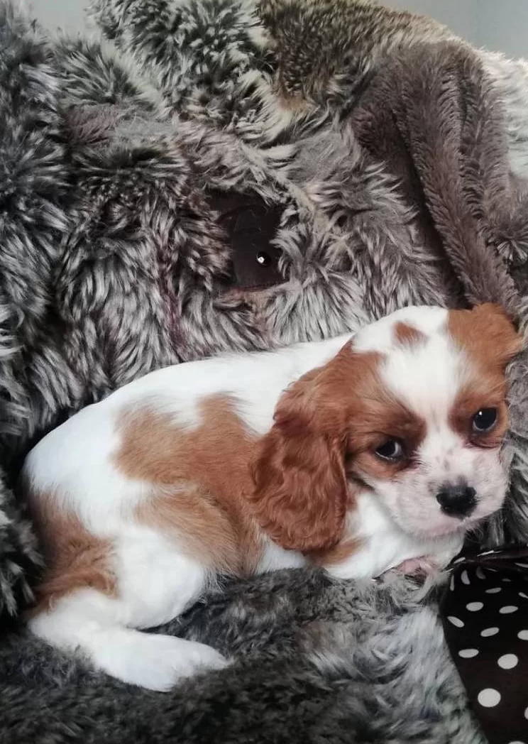 Kına Charles Cavalier Yavrularım
