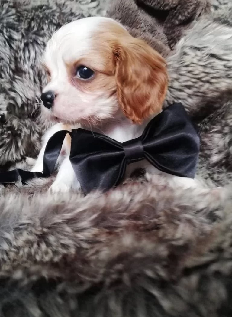 Kına Charles Cavalier Yavrularım