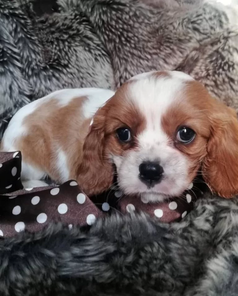 Kına Charles Cavalier Yavrularım
