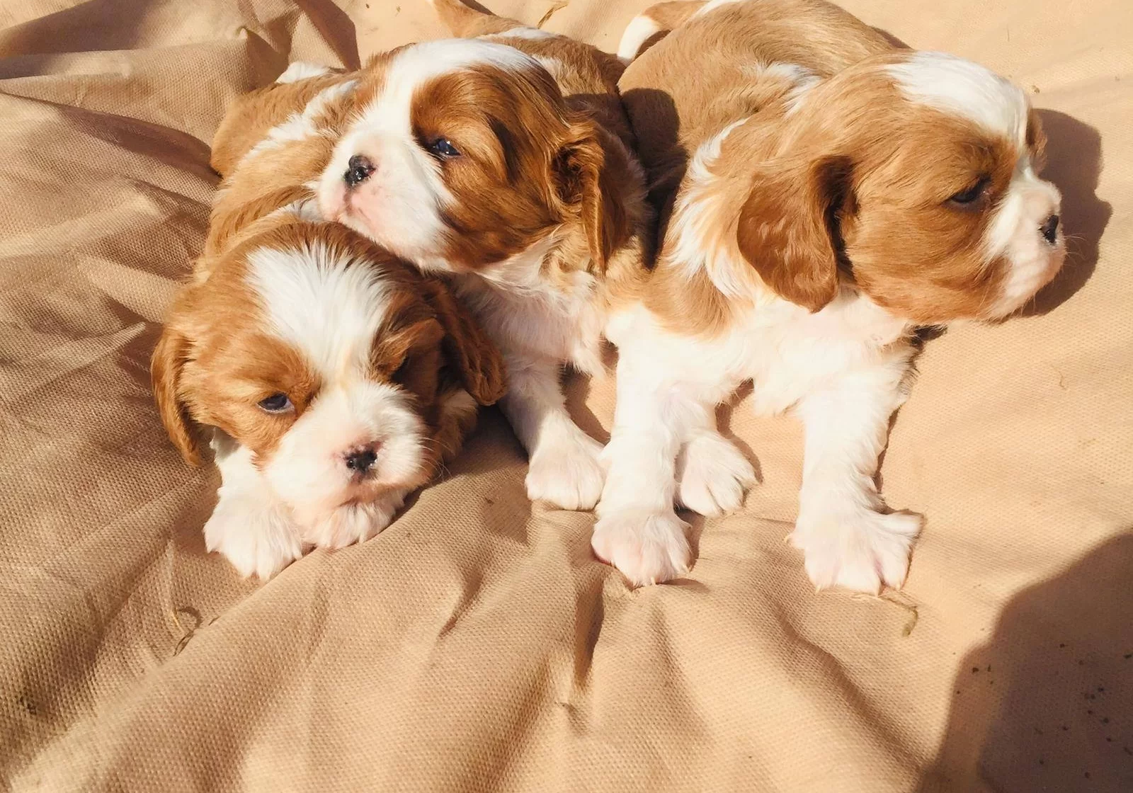 Kına Charles Cavalier Yavrularım