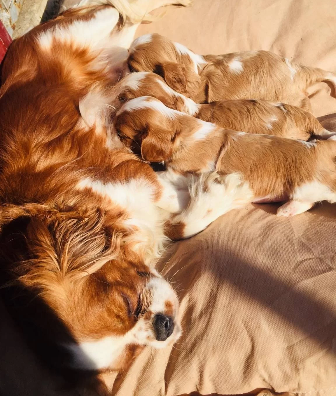 Kına Charles Cavalier Yavrularım