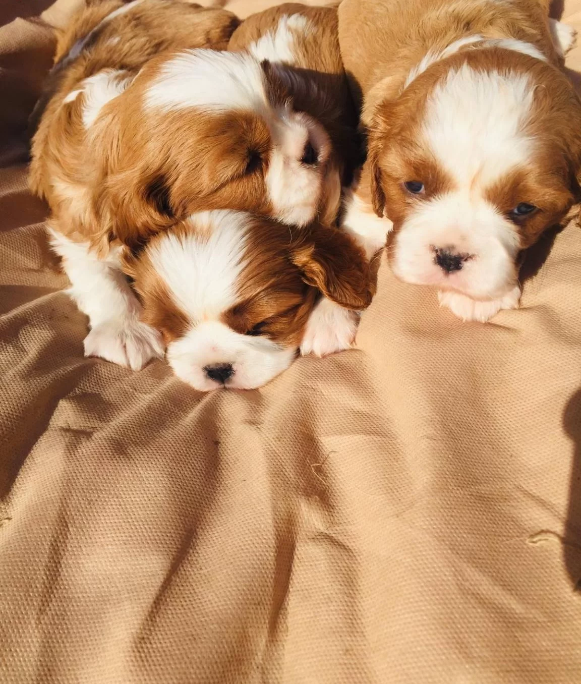 Kına Charles Cavalier Yavrularım