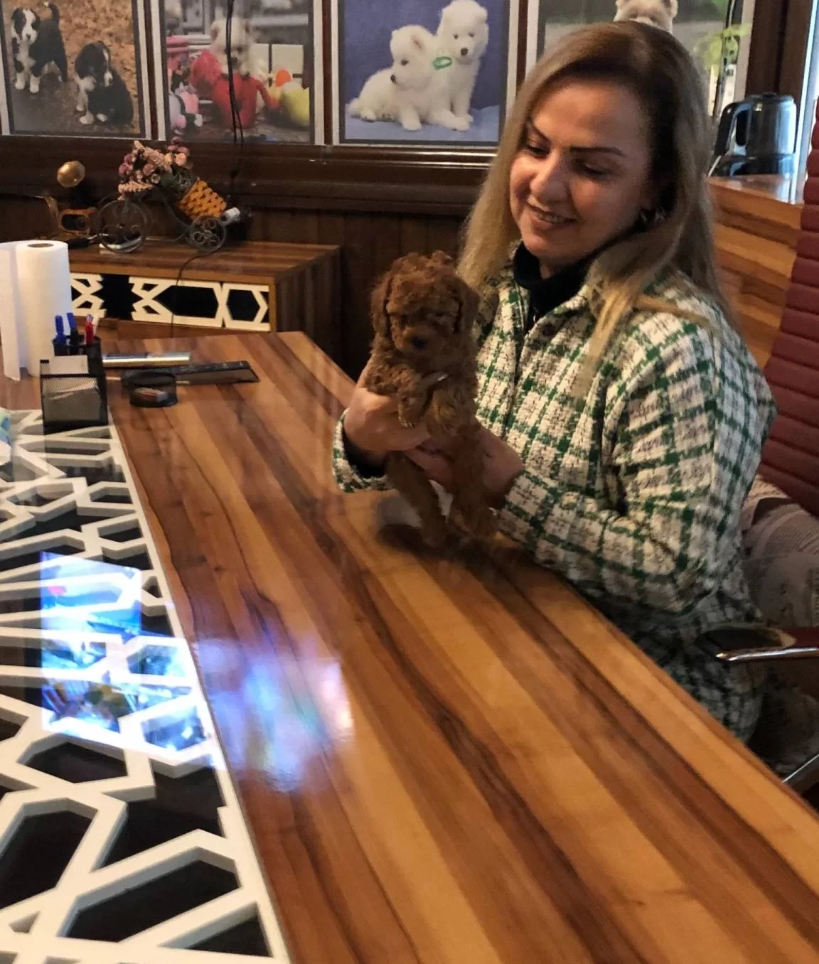 Mukemmel Irkının En Guzel Toy Poodle Yavrularımız