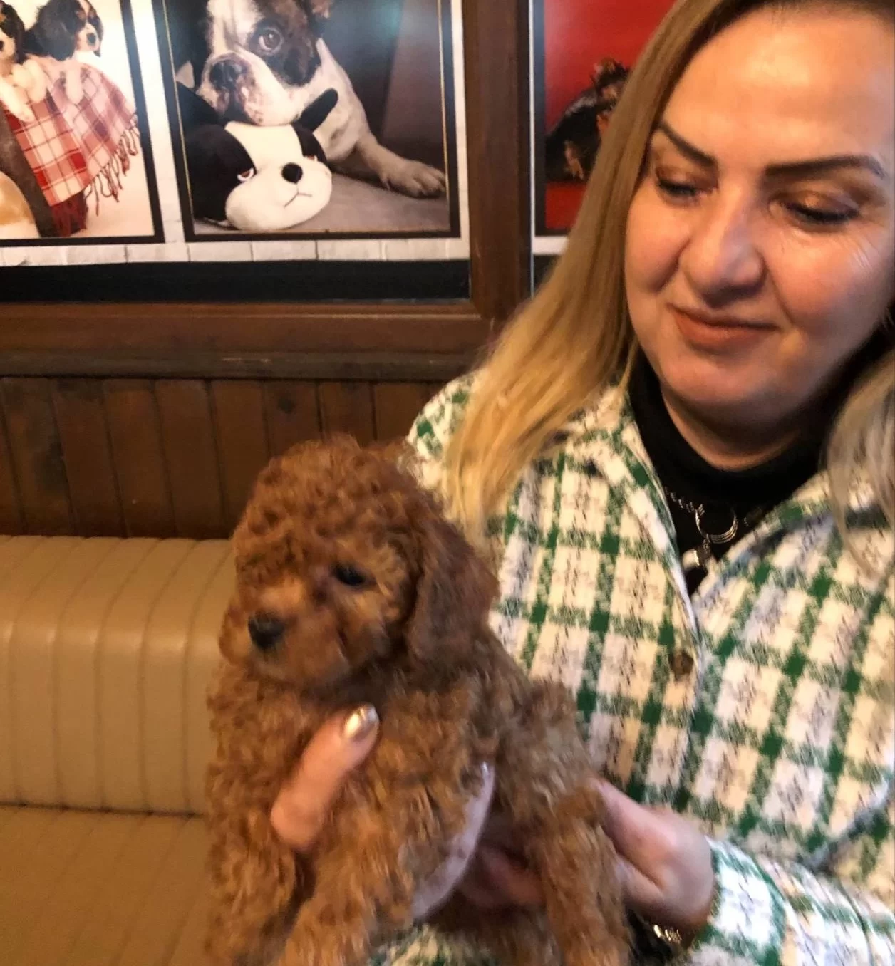 Mukemmel Irkının En Guzel Toy Poodle Yavrularımız