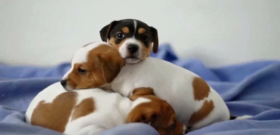 Irk Ve Saglik Garantili Jack Russel