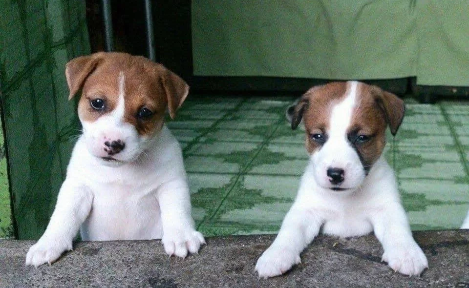 Irk Ve Saglik Garantili Jack Russel
