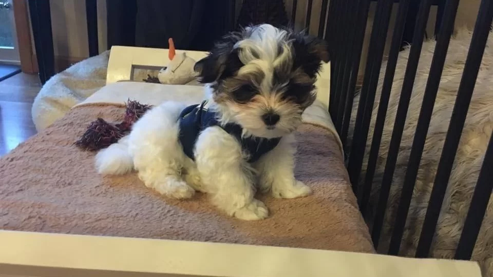 Harika Morkie Yavrularımız