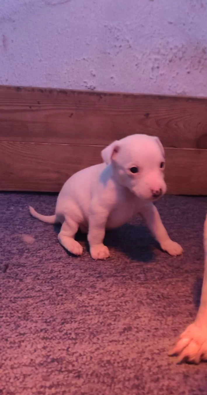 Irk Garantili Kısa Bacak Jack Russell Yavrularımız