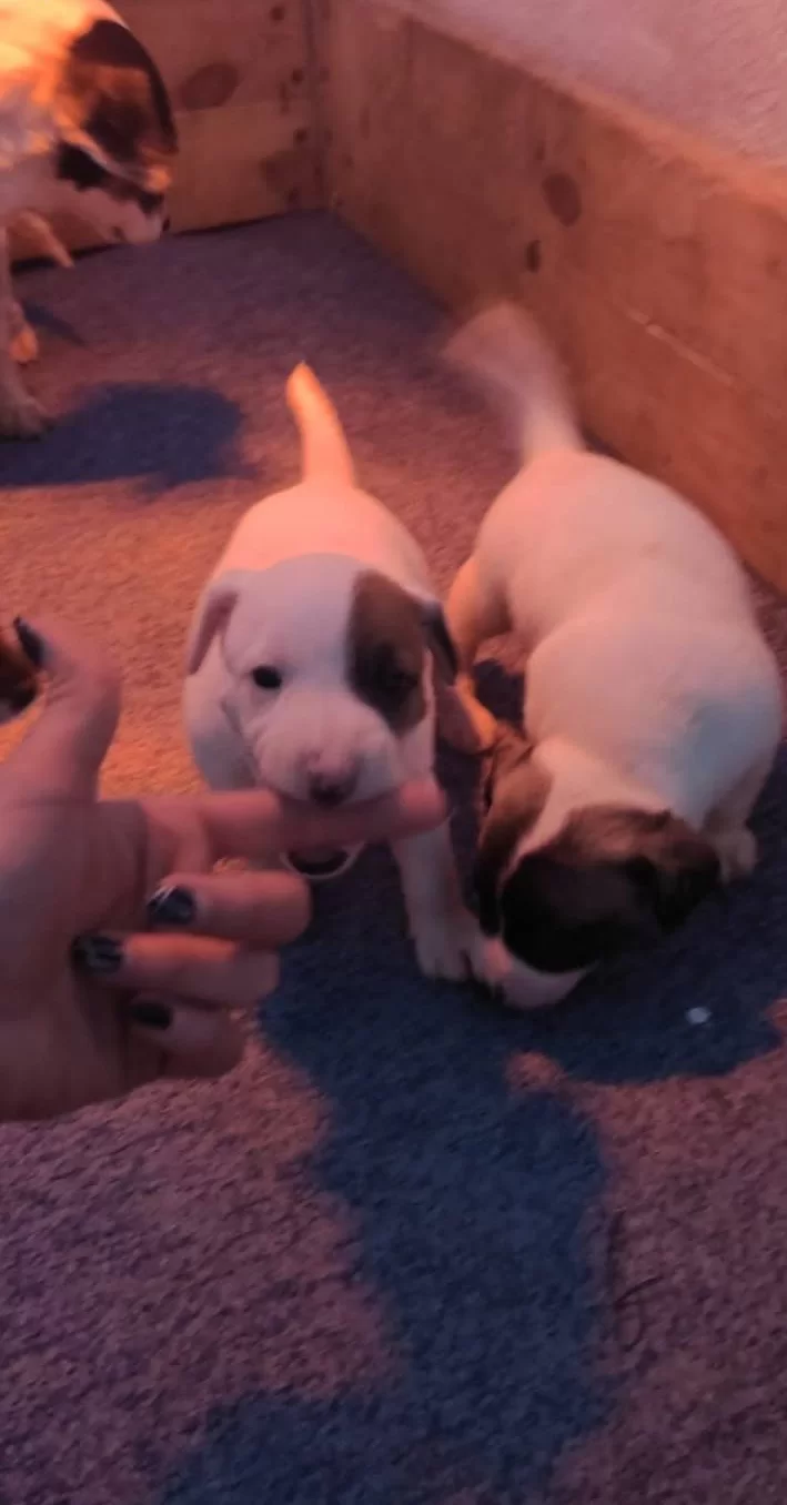 Irk Garantili Kısa Bacak Jack Russell Yavrularımız