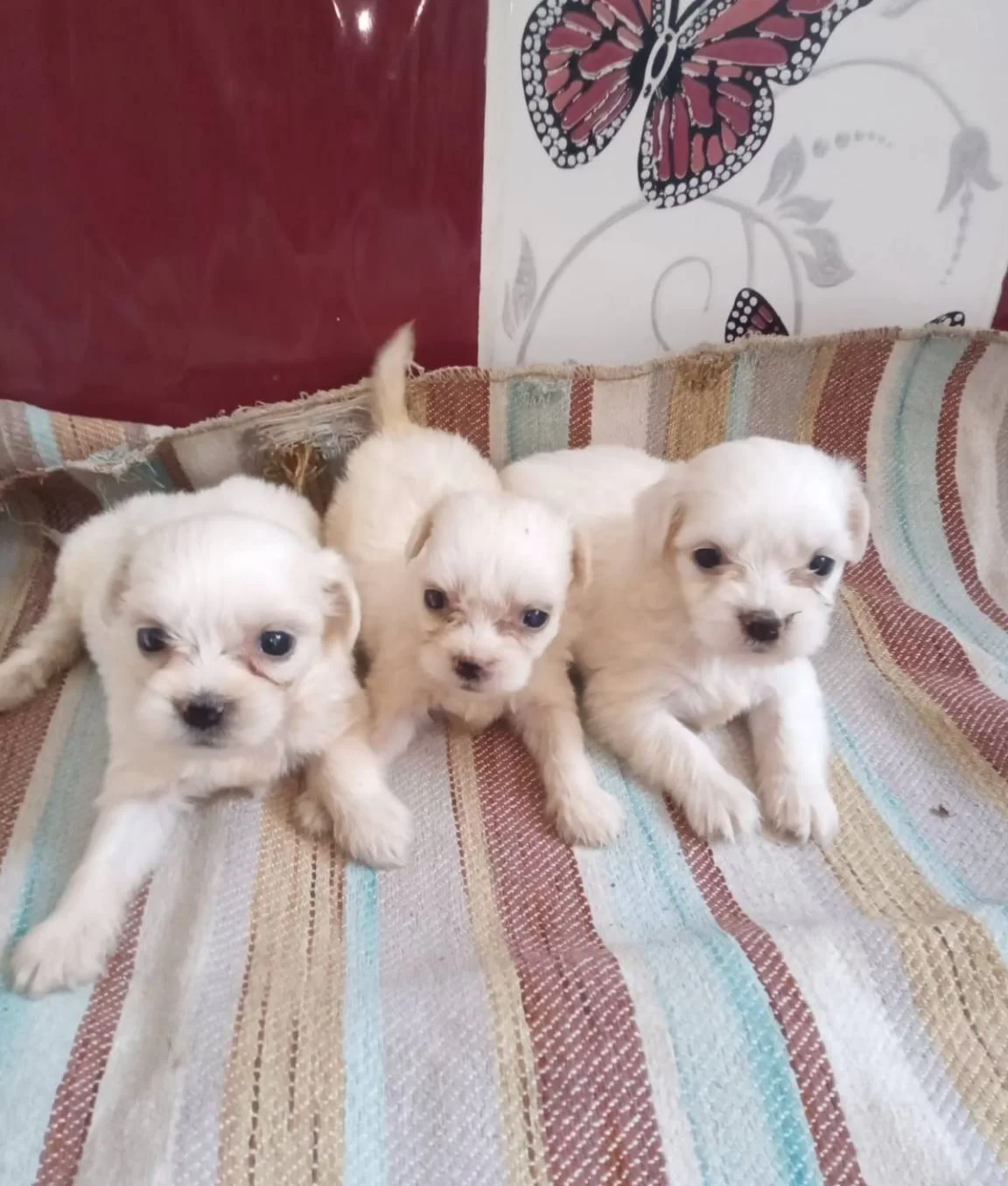 Maltesse Terrier Yavrularımız