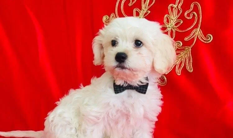 Maltesse Terrier Yavrularımız