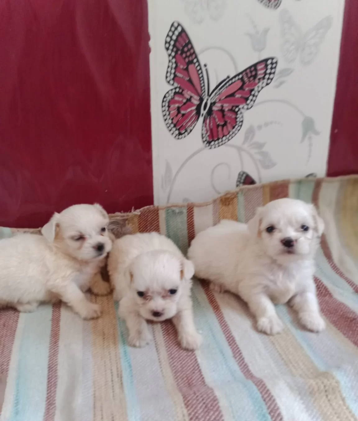 Maltesse Terrier Yavrularımız