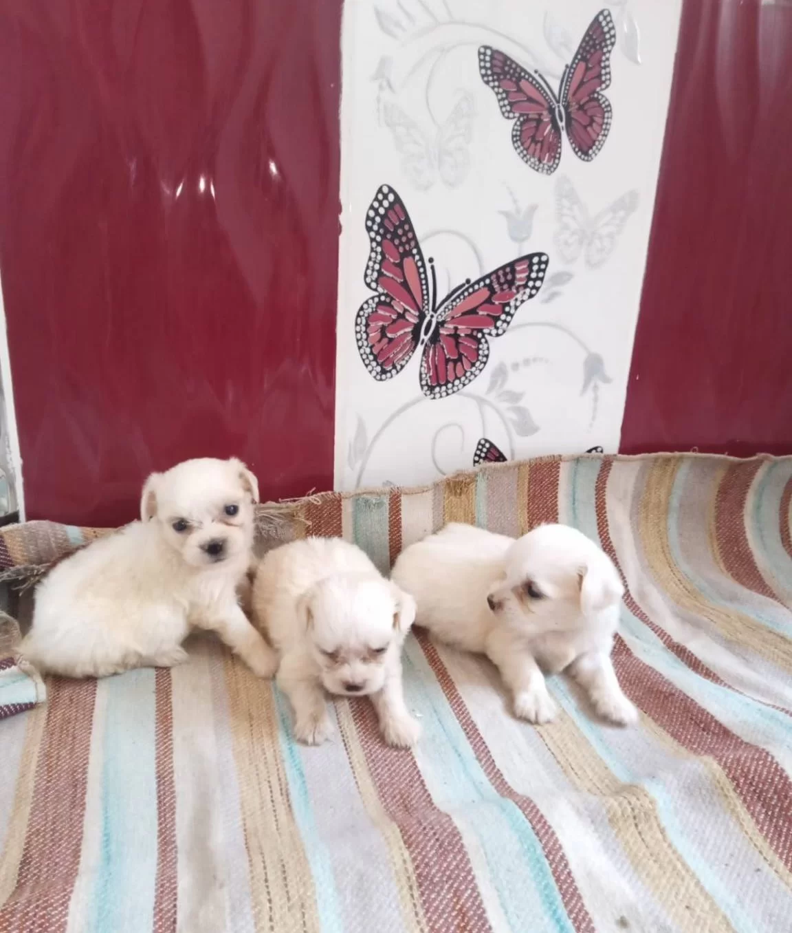 Maltesse Terrier Yavrularımız