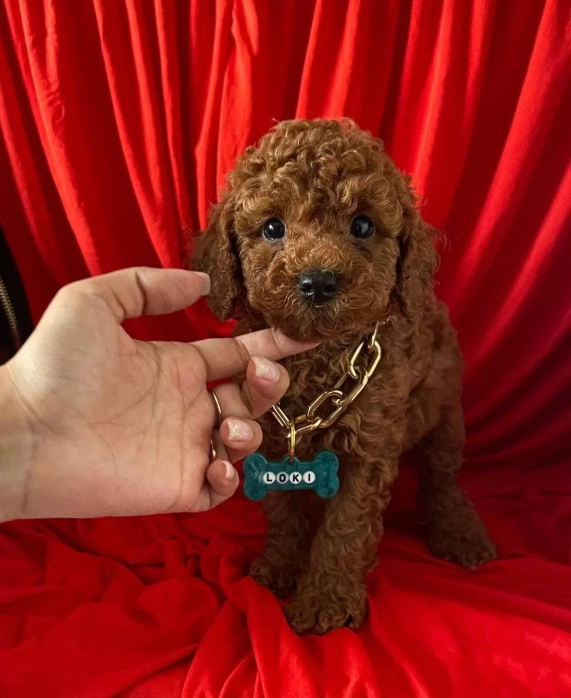 tüy Dokmez Koku Yapmaz Toy Poodle Yavrular
