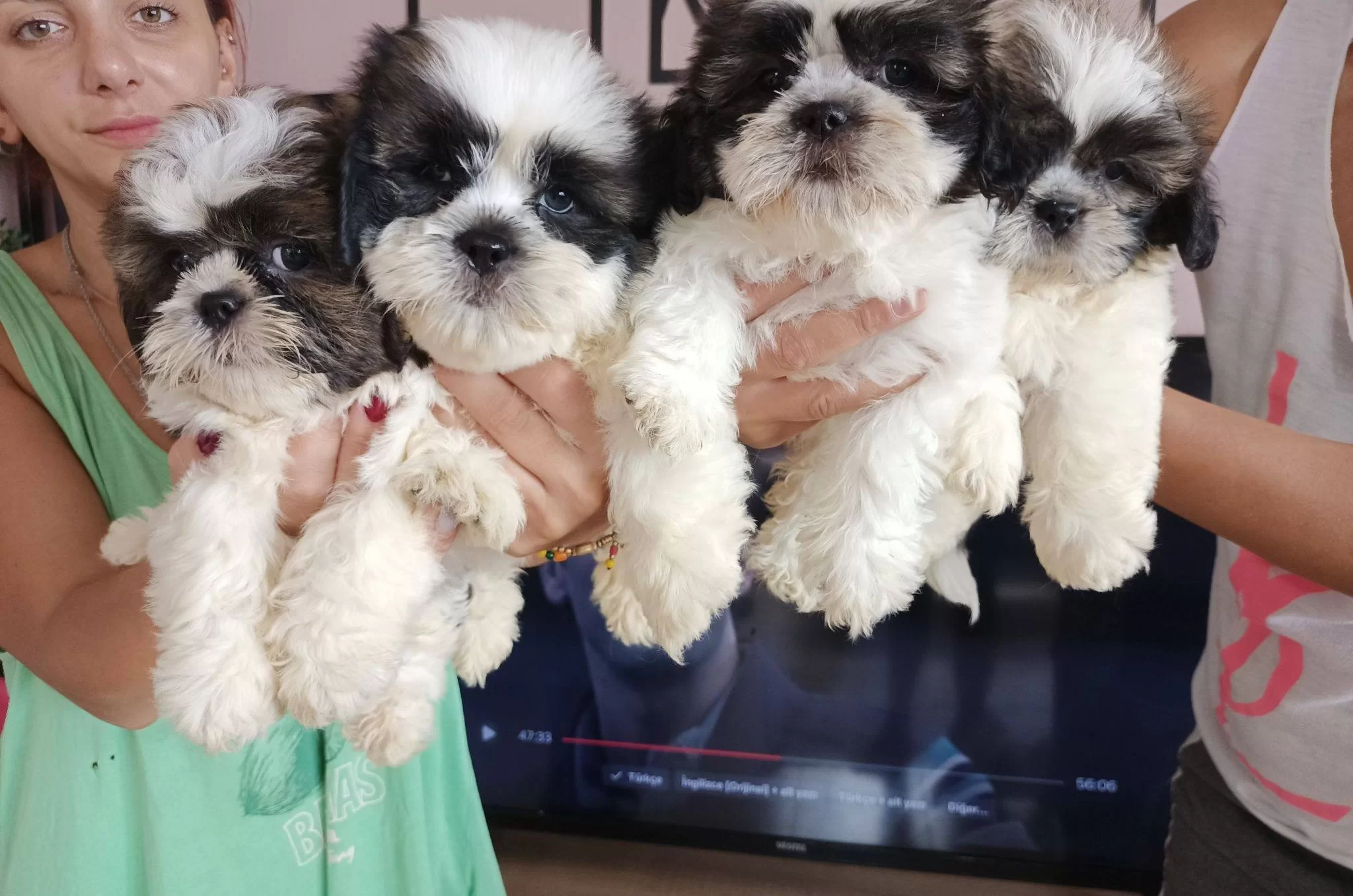 Harika Shih Tzu Bebekler