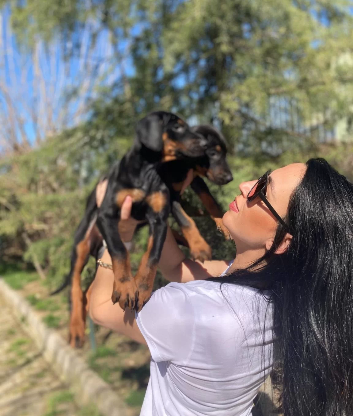 Doberman Yavrularım Saglık Ve Irk Garantilidir