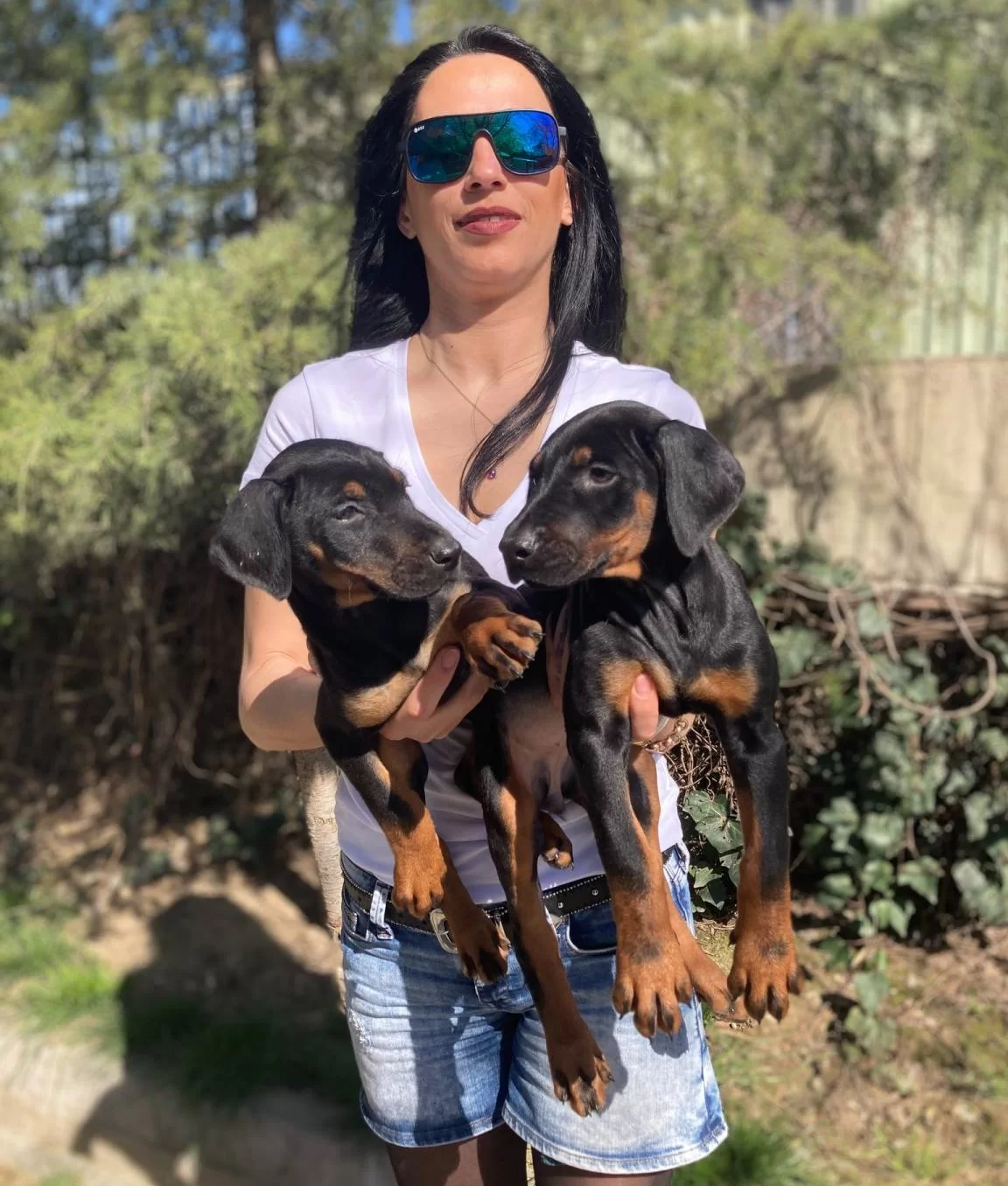 Doberman Yavrularım Saglık Ve Irk Garantilidir