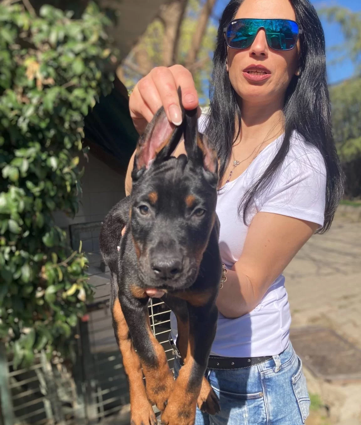 Doberman Yavrularım Saglık Ve Irk Garantilidir